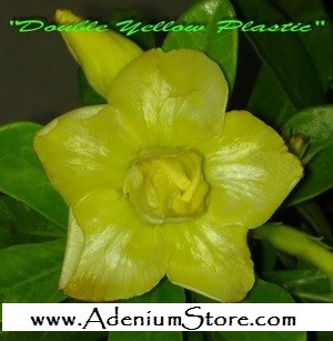 (image for) New Adenium \'Double Yellow Plastic\' 5 Seeds
